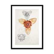 Japanese Lily, East Hampton  Framed & Mounted Print