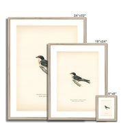 Hybrid between common house-martin and barn swallow Framed & Mounted Print