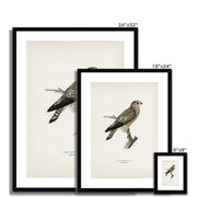 Merlin female Framed & Mounted Print