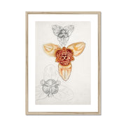 Japanese Lily, East Hampton  Framed & Mounted Print