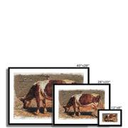 Study of a Grazing Cow  Framed & Mounted Print