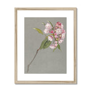 A Bough of Mountain Laurel with Leaves and Blossoms Framed & Mounted Print