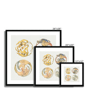 Flower Studies (Four Designs for Circular Ornaments) Framed & Mounted Print