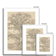 A Great Oak Tree Framed & Mounted Print