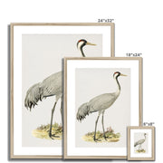 Common Crane Framed & Mounted Print
