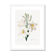 Madonna Lily from Choix des plus belles fleurs Framed & Mounted Print