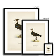 Nortnern lapwing Framed & Mounted Print