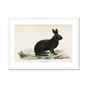 Black hare Framed & Mounted Print
