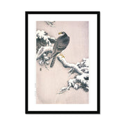 Goshawk on Snow-covered Pine Bough Framed & Mounted Print